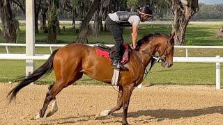 Nelson Jones Farms and Training Center Ocala Florida