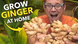 Ginger Masterclass Plant Once Harvest Forever