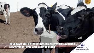 ROYVIMIN D FORTE and CALPHOS licking block to boost your animals reproduction