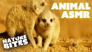 Relaxing Animal ASMR  Nature Bites