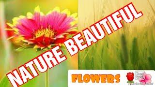 NATURE BEAUTIFUL  Lhizlhiz18 #NatureBeautiful #1Millionviews #Shorts