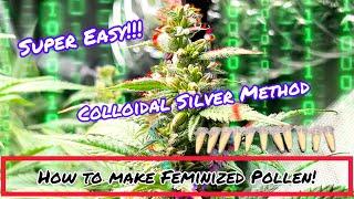 How To Make Feminized Pollen With Colloidal Silver