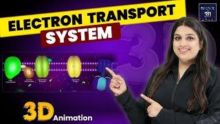 Electron Transport System 3D Animation  Science in 3D