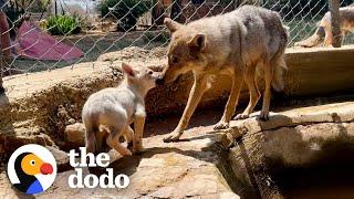 Rescue Wolf Kept Crying For His Mate...️  The Dodo