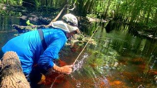 *DEEP* in the Woods - Micro Fishing Nano Aquarium Fish