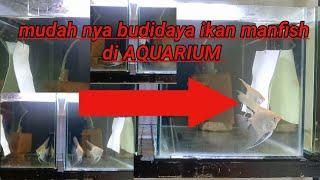 cara budidaya ikan manfish di aquarium untuk pemula