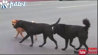 Pitbull & Rottweiler fight over dominance