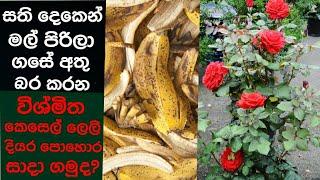 how can make a banana peels fertilizer to put your flower an vegitable plants.