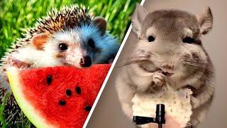 Too Cute Baby Animals Eating Food ASMR - Nom Nom 