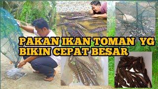 Budidaya ikan toman dengan mudah dan cepat besar