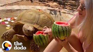 175 Pound Tortoise Is The King Of His Household  The Dodo