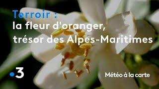 La fleur doranger le trésor des Alpes-Maritimes - Météo à la carte