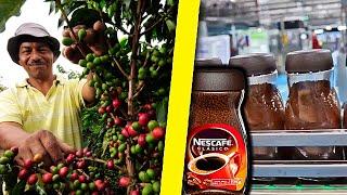  How NESCAFÉ Soluble Coffee is Made  How is Instant Coffee Produced?