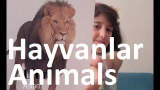 Çocuklar İçin İngilizce Hayvan İsimleri - Animals for Kids - Learn Animals in English