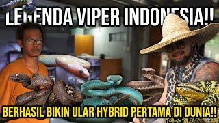 LEGENDA VIPER INDONESIA BERHASIL BIKIN ULAR HYBRID PERTAMA DI DUNIA Whitelipped_addict107