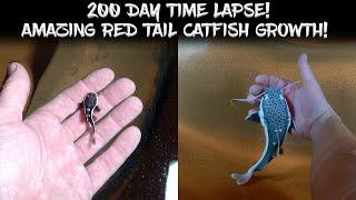 200 Day Time Lapse  Incredible Red Tail Catfish Growth