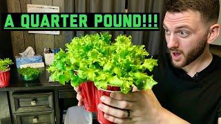 How to grow a QUARTER POUND of LETTUCE in one red solo cup