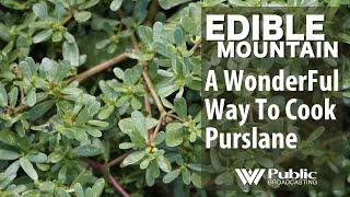 EDIBLE MOUNTAIN - A Wonderful Way To Cook  Purslane