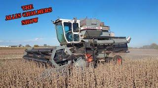 Allis Chalmers Show Soybean Harvest 2023 With the Gleaner M2 Combine