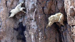 No predator will get to these animals Mountain goats life on the edge of a cliff