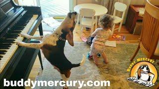 THE MOST AMAZING AND HYSTERICAL VIDEO ON THE INTERNET Feat. Buddy Mercury Dog and Lil Sis