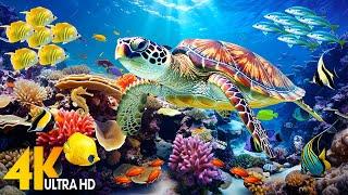 NEW 11HR Stunning 4K Underwater Footage  Rare & Colorful Sea Life Video - Relaxing Sleep Music #5