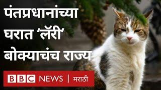 UK Prime Minister च्या घरचा अधिकृत Chief Mouser Larry the Cat हा बोका खास का आहे?