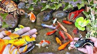 Find colorful ornamental fish koi fish goldfish catfish snakehead   fish lobsters