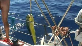 Naked Fishing for Dorado