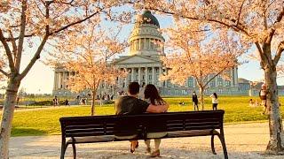 Golden Hour Blossoms at the State Capital  Salt Lake City Utah State Capital Blossoms