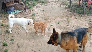 Cat Fight Dogs  Part 1