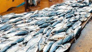 Beruwala Fish Market  Biggest Fish Market Sri Lanka