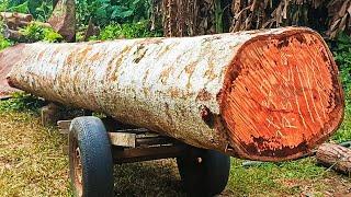 Sawing a 17 foot long red durian log