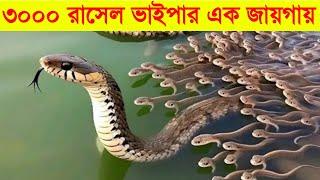 রাসেল ভাইপার কতটা ভয়ংকর জানলে আপনিও আঁতকে উঠবেন  Russel Viper Snake Bangladesh