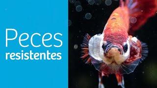 Top 9️⃣ · Los PECES más RESISTENTES de AGUA DULCE