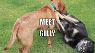 Meet Gilly