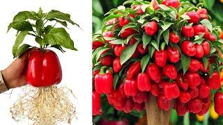 Best AmazingGrowing Peppers Tree By Pepper Fruit with Pear fruit For Growing Faster lots of fruit