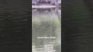 The Kern River below Lake Isabella is called the Lower Kern River. Blue Wing Olives are Emerging