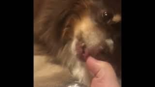 Relaxing ASMR dog biting nails 12 min loop