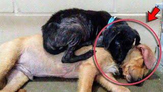 The Two Puppies Met For The First Time Before Being Euthanized  What They Did Melted Peoples Hearts