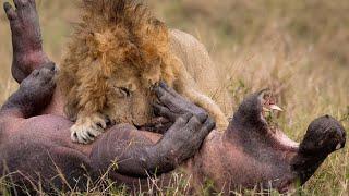 15 gefährliche Momente von Löwen die gnadenlos auf Jagd gehen