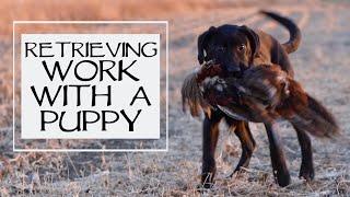 Labrador Retriever Teach Puppy To Retrieve