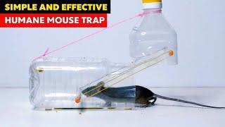 How to make rat trap with bottle Easy rat trap ideas -  Mouse trap homemade