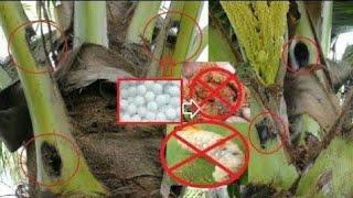 How to protection coconut tree