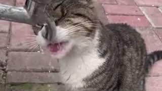 Man tries to help a Cat drink water