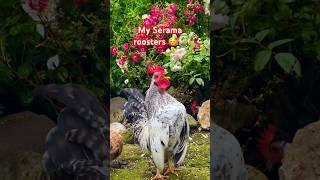 My #cute #serama #roosters #crowing  #zwerghühner #hühner #chickens #bantamchickens #farming #hahn