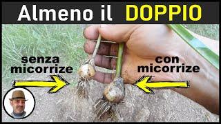 Micorrize il radicante naturale mycorrhizae micorrizas