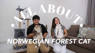 ALL ABOUT NORWEGIAN FOREST CAT + GIVEWAY DADAKAN