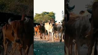 indian cow playing shorts video  villagelifeingujarat