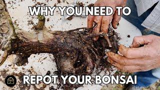 The Importance of Repotting Your Bonsai